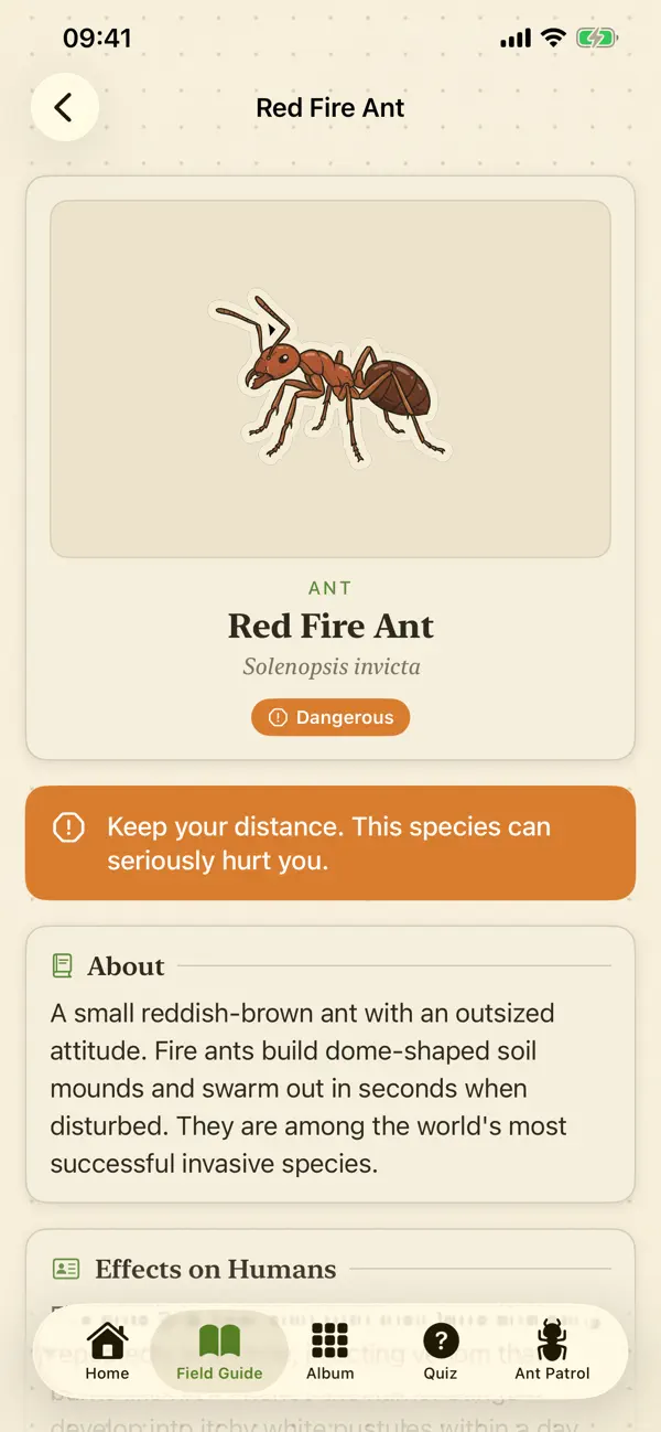 Bug Road