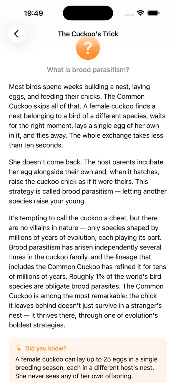 Cuckoo Bird: Nest Life